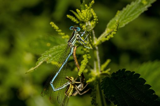 Guldsmede, Insekter, Entomologi, Tæt På