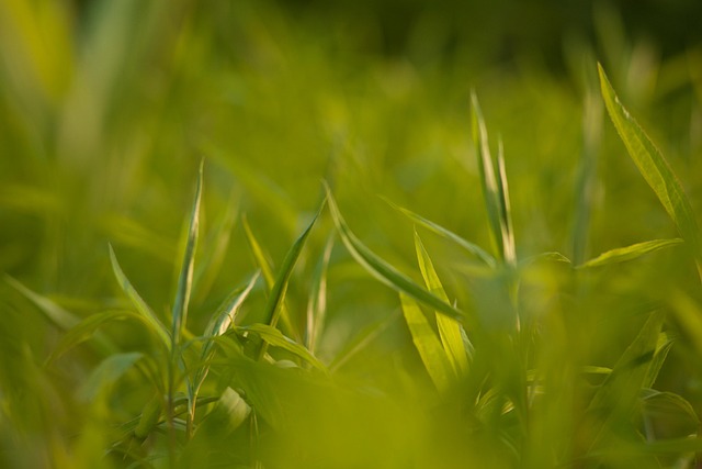 Grama, Prado, Plantas, Luz, Natureza