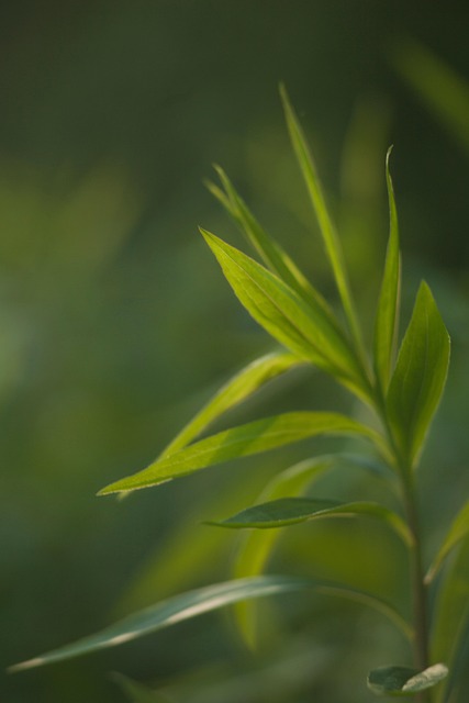 Plantas, Folhagem, Verdes, Floresta