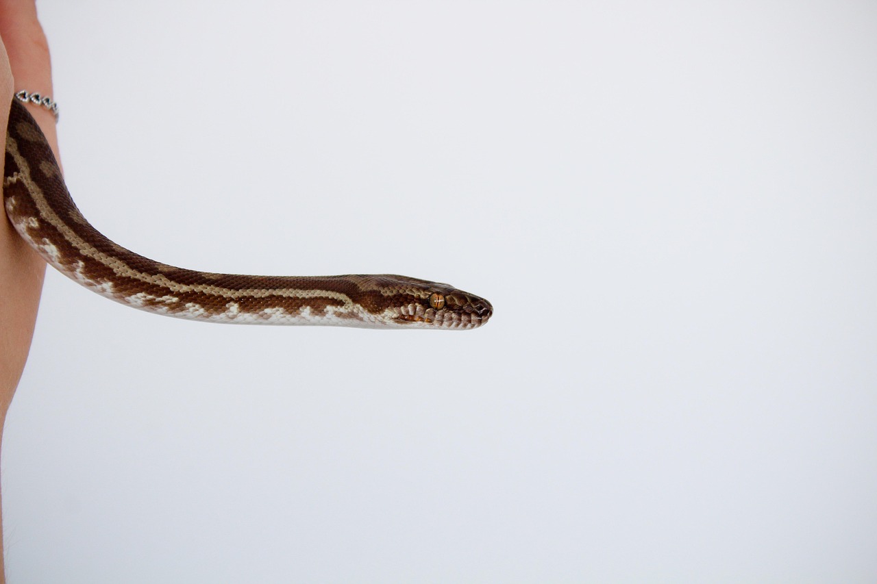 Python Serpent Reptile - Photo gratuite sur Pixabay - Pixabay