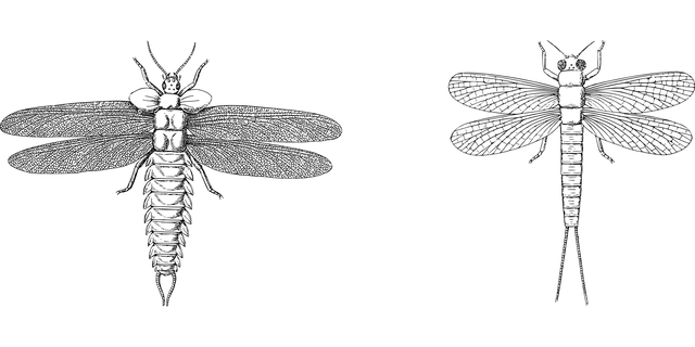 Libelle, Insekt, Käfer, Insekt, Natur