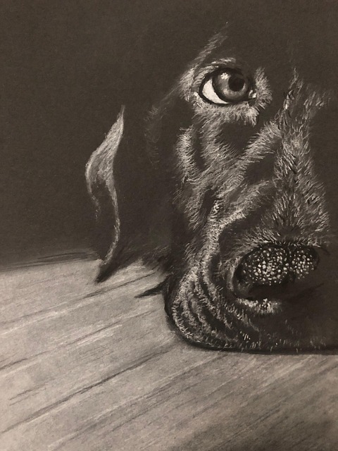 Free Dog Charcoal photo and picture