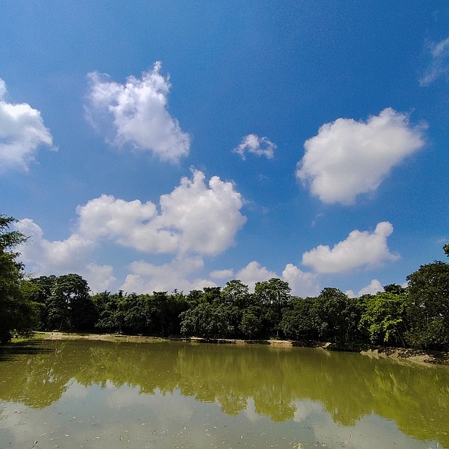 Free Sky Forest photo and picture