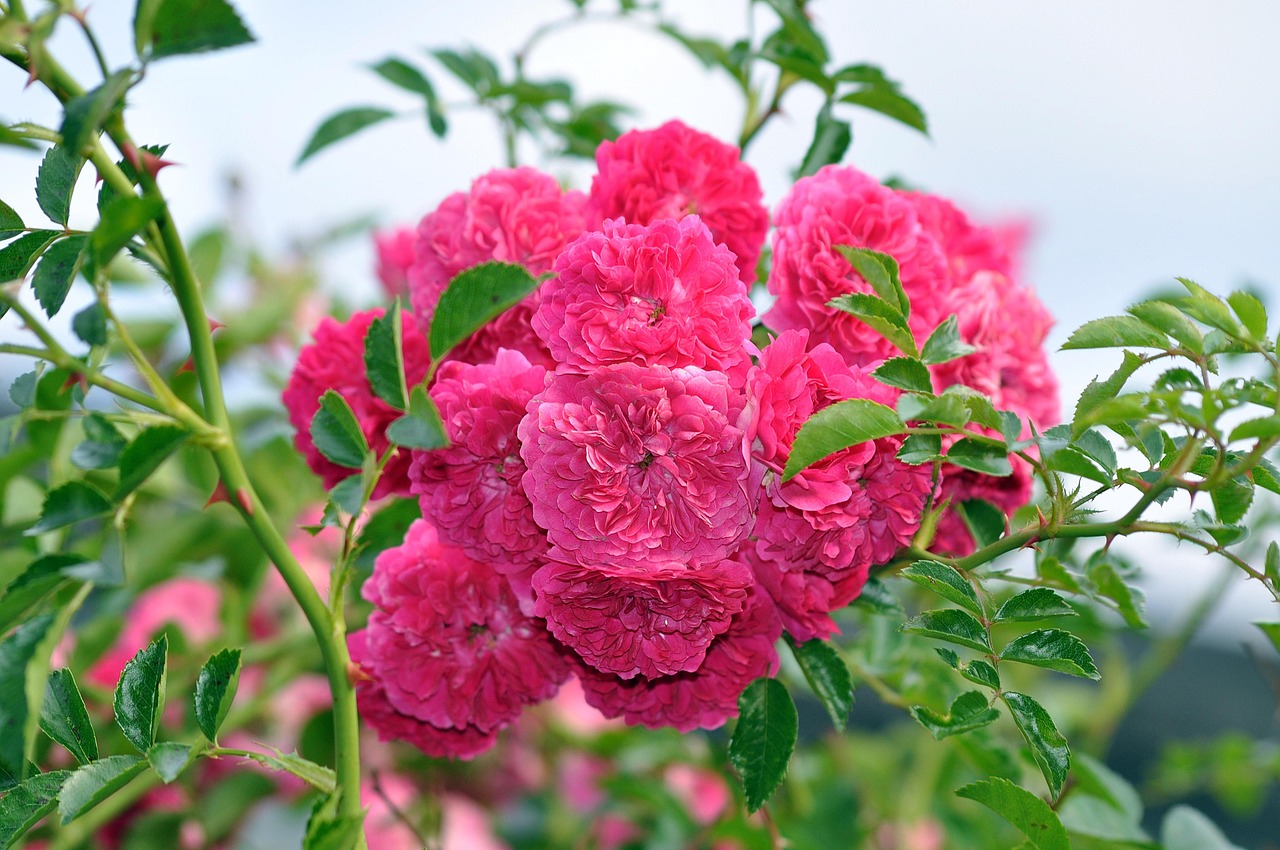 Blumen Rosen Garten - Kostenloses Foto auf Pixabay - Pixabay