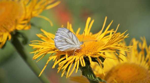 Kohlweißling, Gelbe Blumen, Bestäubung