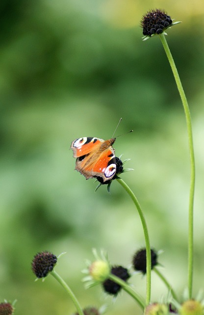 Peacock Vlinder, Bloemen, Bestuiving