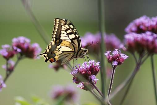 Schmetterling, Lilane Blumen, Bestäubung