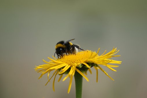 Hommel, Gele Bloem, Bestuiving