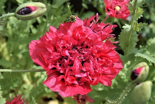 Mohn, Rote Blumen, Garten, Natur