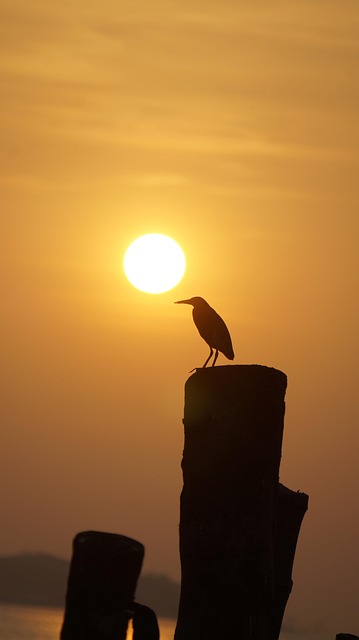 Free Heron Bird photo and picture