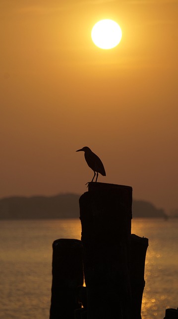Free Heron Bird photo and picture