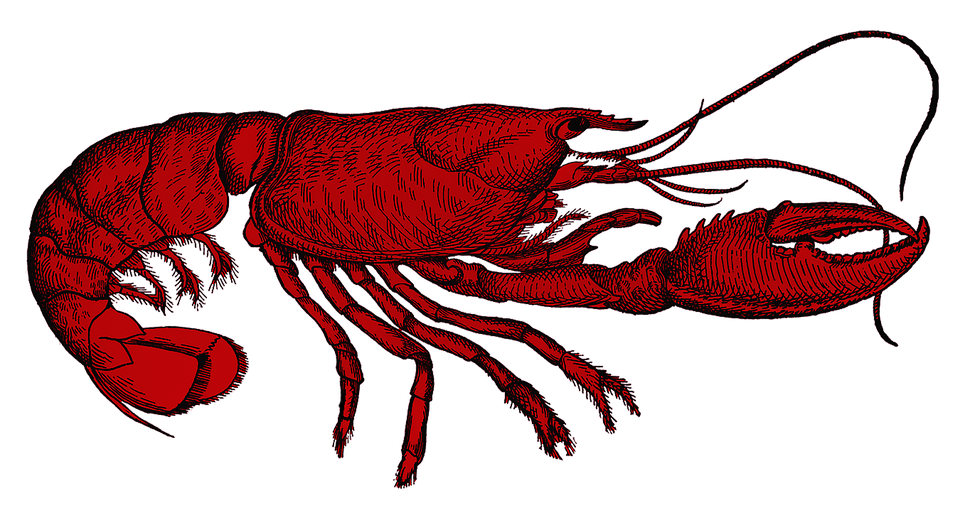 Hummer Rot Leben Im Meer - Kostenloses Bild auf Pixabay