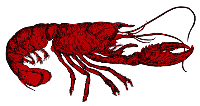 Free Lobster Red illustration and picture