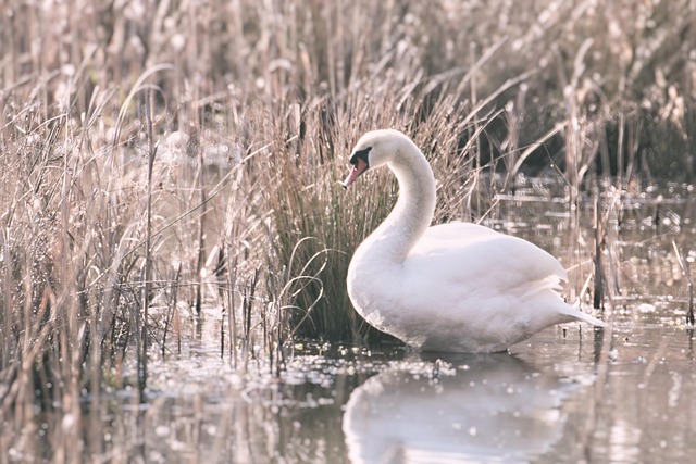 Free Swan Lake photo and picture