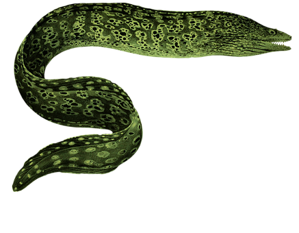 Free Eel Underwater illustration and picture