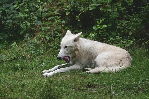 100以上の無料アルビノ 動物画像 Pixabay