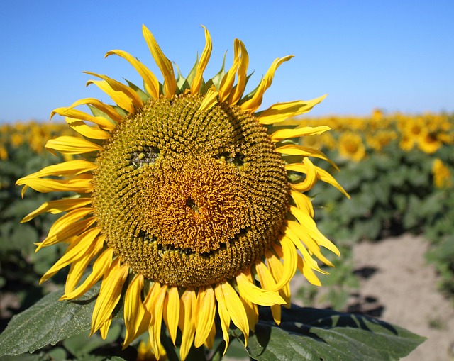 Free Sunflower Petals photo and picture