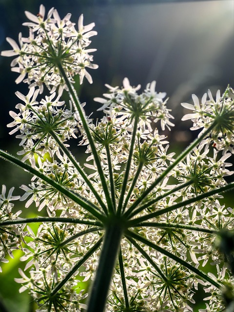 Free Plant Meadow-Bear-Claw photo and picture