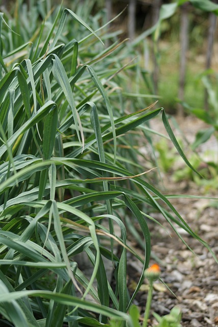 Garten, Gemüse, Gemüsegarten, Natur