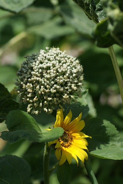 Kräuter, Gemüse, Frühlingszwiebel, Blüte