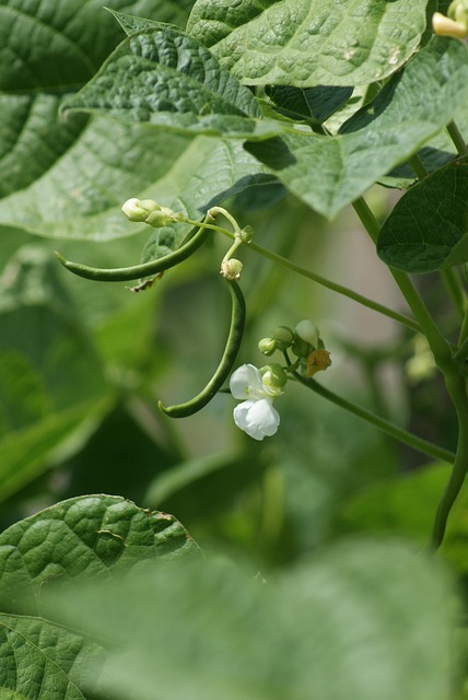 Gemüse, Gemüsebeet, Bohne, Blüte, Natur