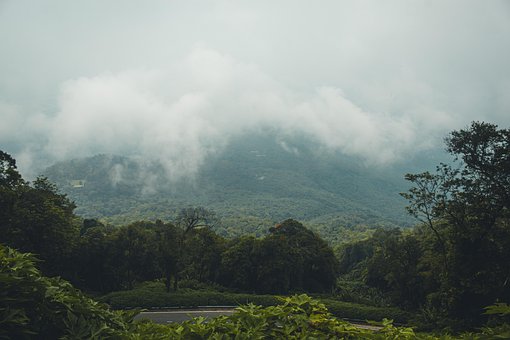 Free Mountain Forest photo and picture