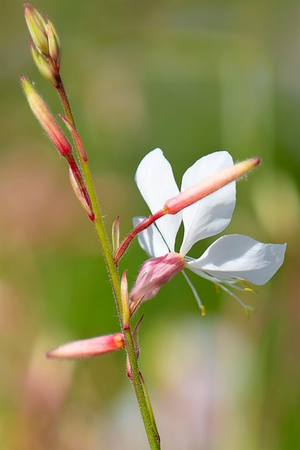 Blomst, Flora, Natur, Bokeh, Med, Have