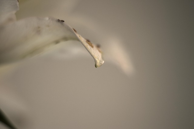 Free Leaf With Drop Nature photo and picture