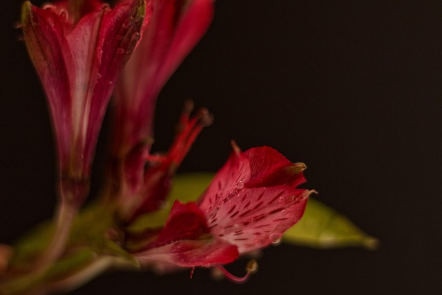 Free Red Flower Petal With Drops photo and picture