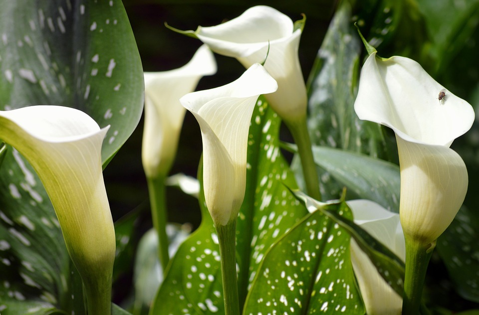Calla Fiori Impianto - Foto gratis su Pixabay