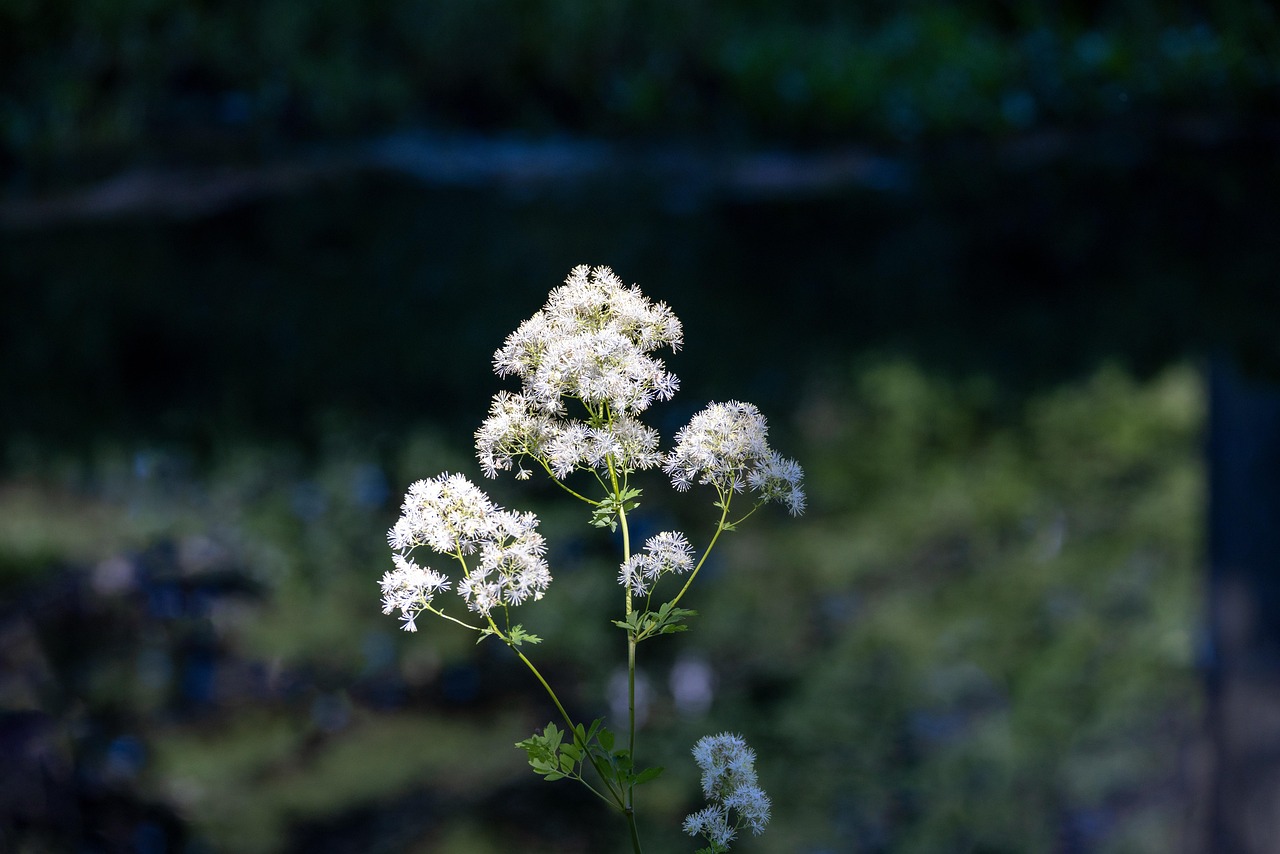 Blommor Kronblad Ståndare - Gratis foto på Pixabay - Pixabay