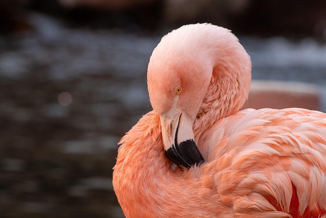 Flamingo Bird Beak - Free photo on Pixabay - Pixabay