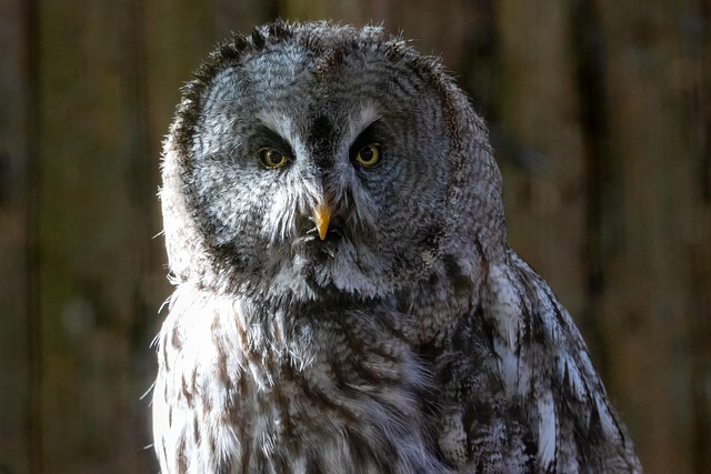 Free Owl Bird photo and picture