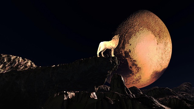 Free mountain nature wolf illustration