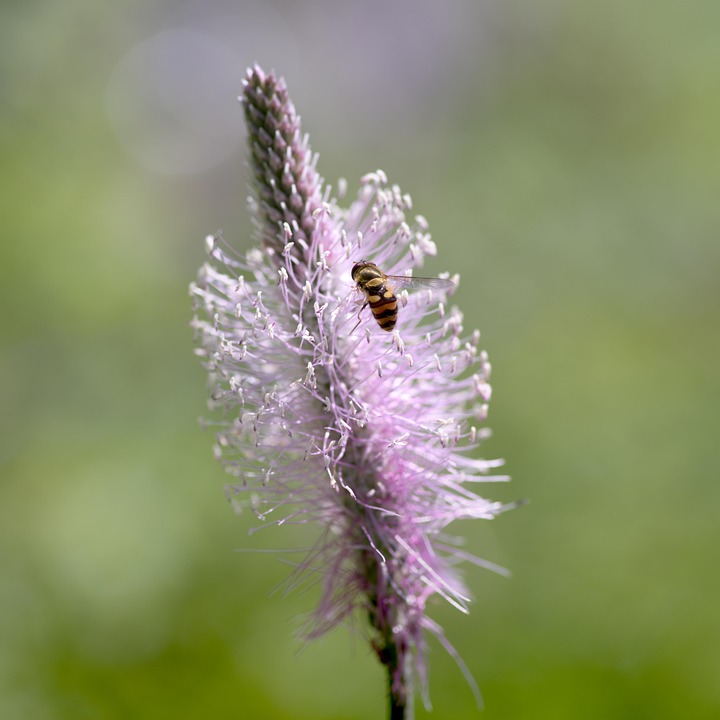 Plantes Banane Plantain Pain De Photo gratuite sur Pixabay