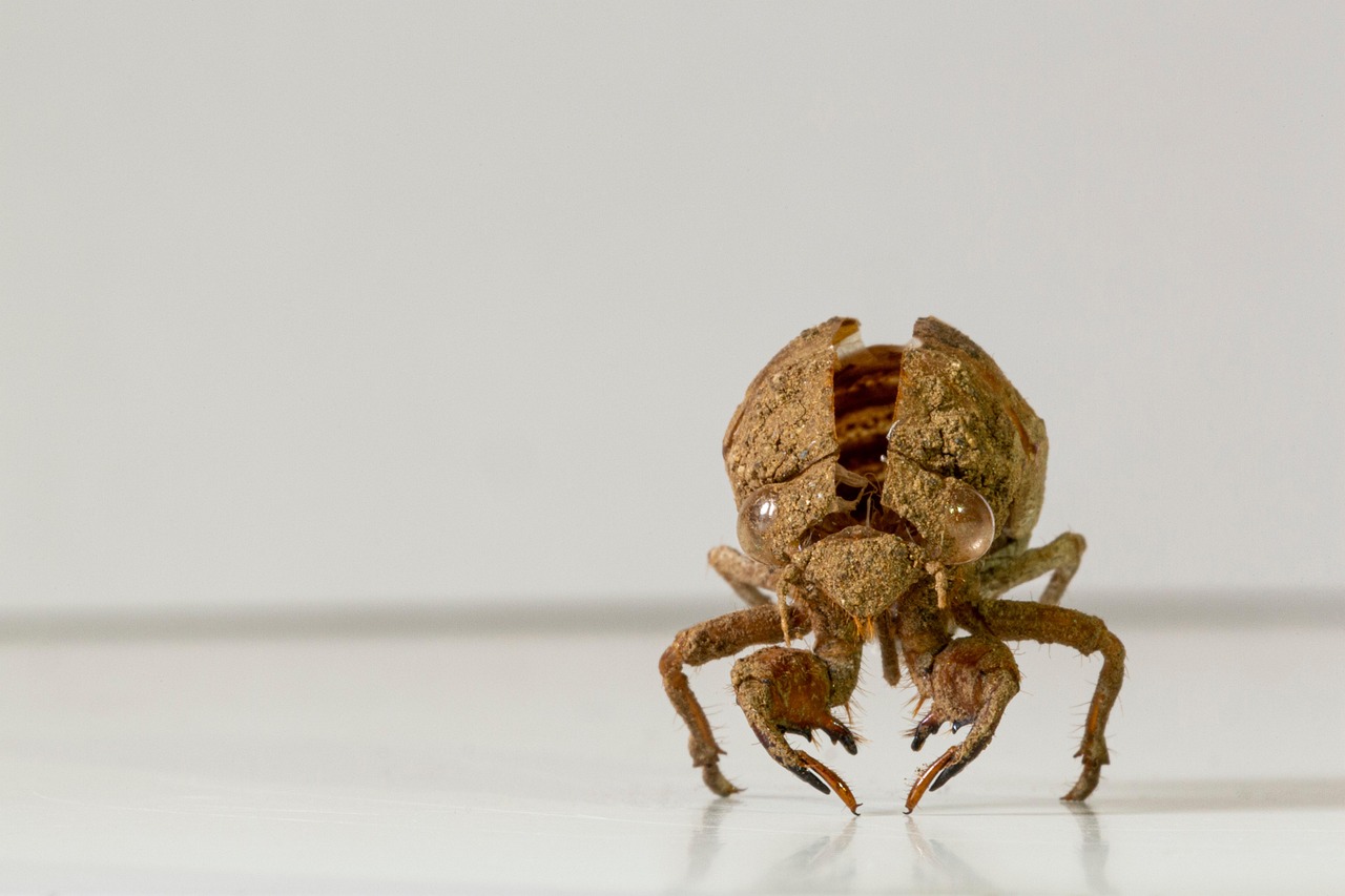 https://cdn.pixabay.com/photo/2022/07/07/23/55/cicada-7308168_1280.jpg