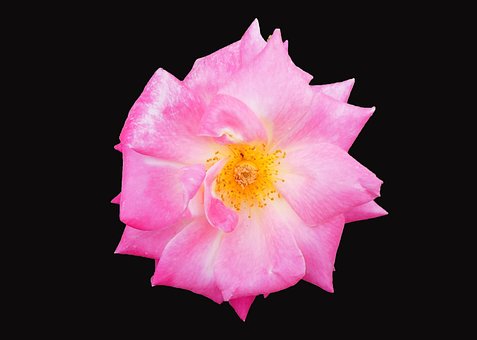Free Rose Flower photo and picture