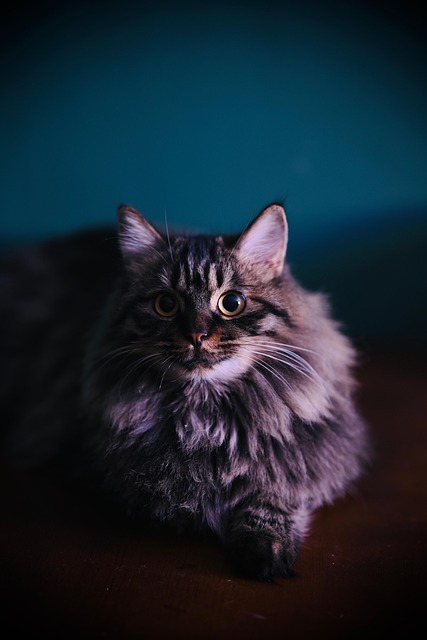 Free Cat Pet photo and picture