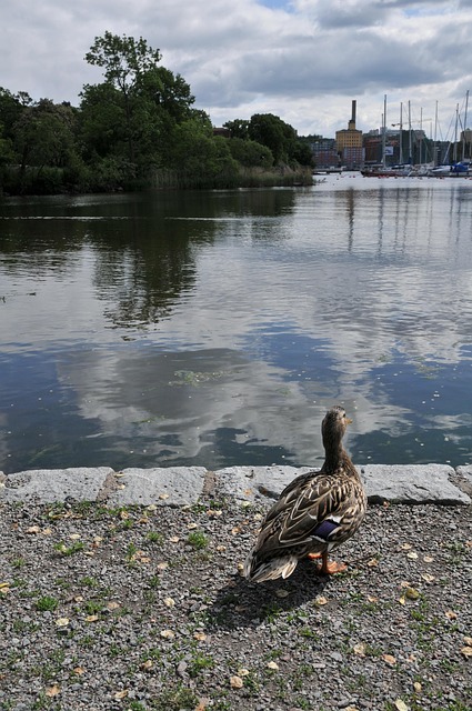 Free Stockholm House photo and picture