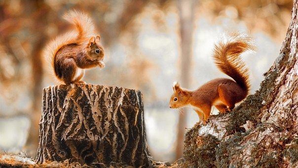 Free Squirrels Rodents photo and picture
