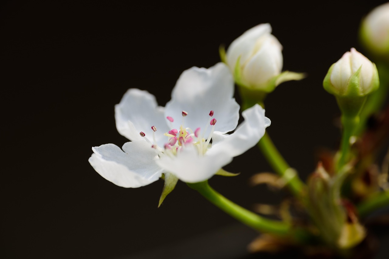 Fleurs Blanches main image 0