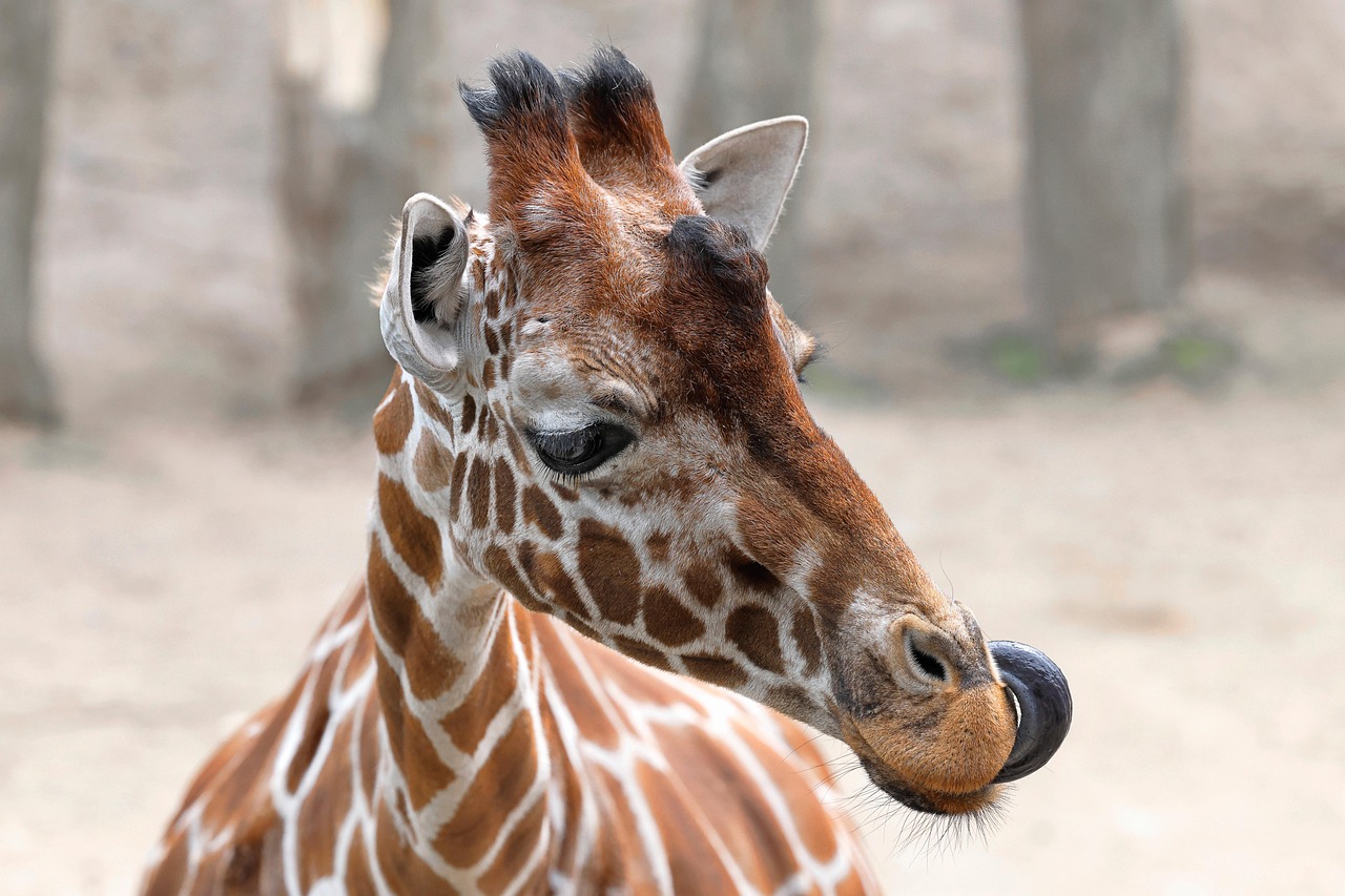 Reticulated Giraffe - free online jigsaw puzzle photo
