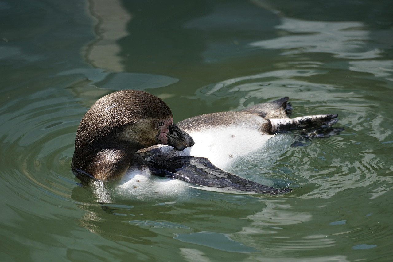 Humboldt Penguin - free online jigsaw puzzle photo