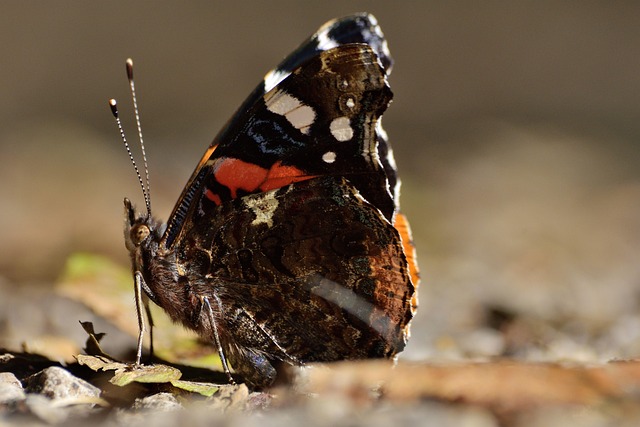 Free Insect Butterfly photo and picture