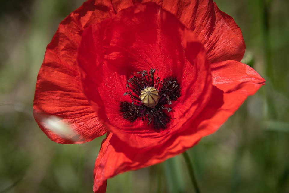 poppy-7310207_960_720.jpg
