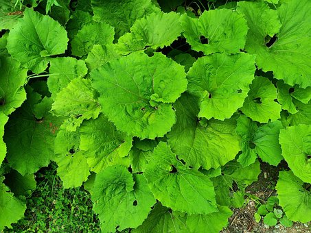 Free Arctium Lappa Burdock photo and picture