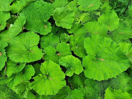 Free Arctium Lappa Forest photo and picture