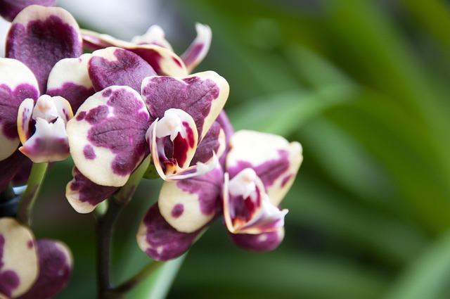 Orchidej, Květinová Tapeta