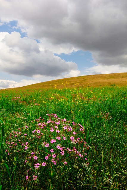 Free Landscape Flower photo and picture