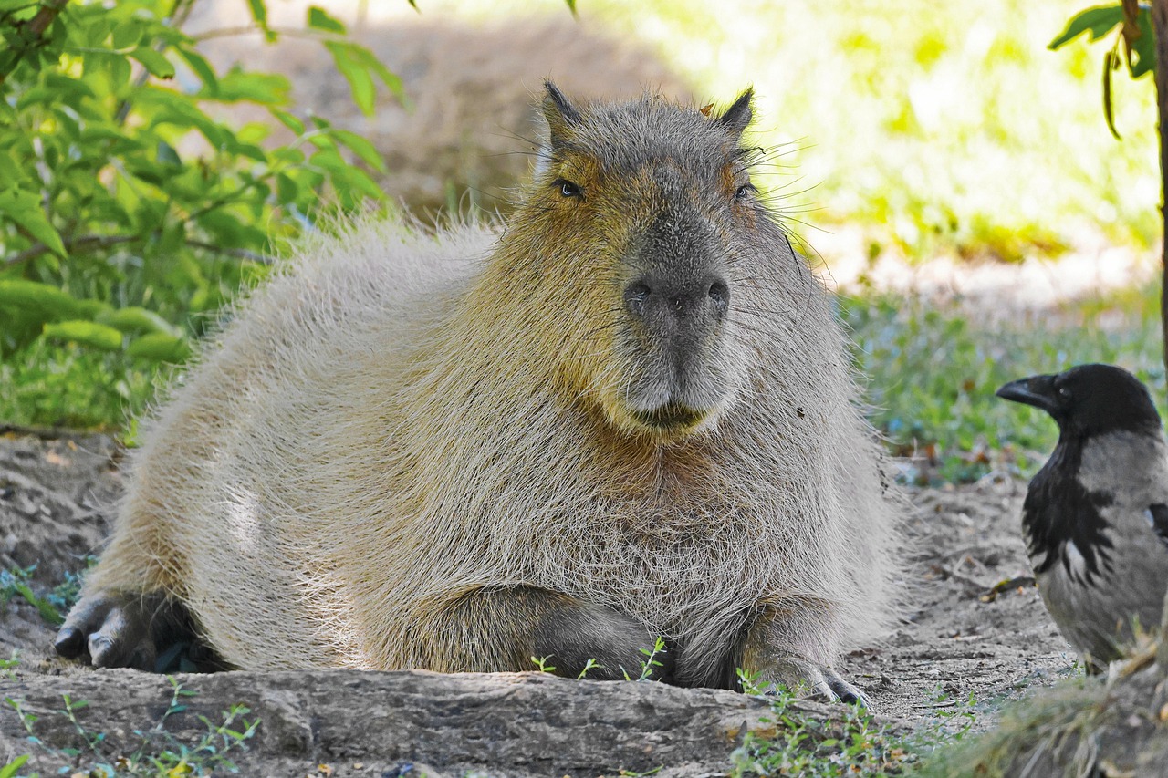 100 Free Capybara F r sz Capybara Photos Pixabay